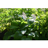 Funkia T- REX - Hosta