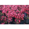 Trzmielina oskrzydlona Little Moses - Euonymus alatus