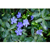 Barwinek pospolity - Vinca minor Barwinek pospolity - Vinca minor