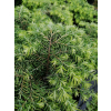 Choina kanadyjska Jeddeloh-Tsuga canadensis