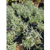 Rogownica kutnerowata-Cerastium bibersteinii