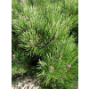 Kosodrzewina pumilio-Pinus mugo var.pumilio