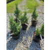 Jałowiec Pinga Loderi-Juniperus pingii