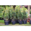 Sosna czarna Green Tower - Pinus nigra