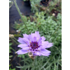 Kupidynek - Catanache caerulea