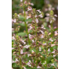 Kocimiętka wielkokwiatowa Dawn to Dusk - Nepeta grandiflora