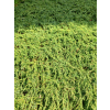 Jałowiec pospolity Green Carpet - Juniperus communis