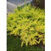 Jałowiec nadbrzeżny Allgold-Juniperus conferta