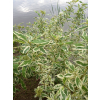 Dereń rozłogowy White Gold-Cornus sericea