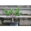 Jałowiec chiński Shimpaku - Juniperus chinensis 0086