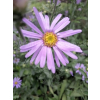Aster gawędka-Aster amellus
