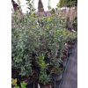 Bukszpan wieczniezielony Pyramidalis-Buxus sempervirens