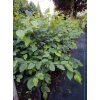 Grab pospolity-Carpinus betulus