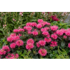 Pysznogłówka ogrodowa Baby Spice - Monarda hybrida Baby Spice