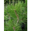 Sosna bośniacka-Pinus heldreichii