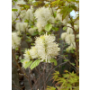 Fotergilla mieszańcowa Beaver Creek - Fothergilla x intermedia