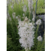 Liatria kłosowa biała-Liatris spicata