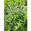 Przetacznik siwy - Veronica spicata