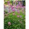 Firletka smółka-Lychnis viscaria