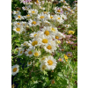 Złocień ogrodowy - Chrysanthemum indicum (hortorum)