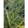 Miskant chiński Krater-Miscanthus sinensis