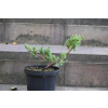 Jalowiec łuskowy Holger - Juniperus squamata 0002