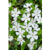 Barwinek pospolity Alba - Vinca minor