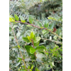 Suchodrzew mirtolistny-Lonicera nitida