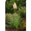 Trawa pampasowa - Cortaderia selloana