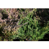 Jałowiec płożący Plumosa - Juniperus horizontalis Plumosa