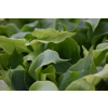 Funkia Diamond Lake - Hosta sieboldiana