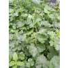 Ślaz piżmowy różowy-Malva moschata