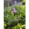 Platykodon niebieski - Platycodon grandiflorus