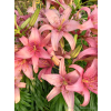 Lilia azjatycka Sorocaba-Lilium asiatic