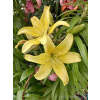 Lilia azjatycka Bright Pixie-Lilium asiatic