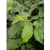 Grab pospolity-Carpinus betulus