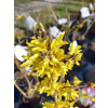 Forsycja pośrednia Spectabilis-Forsythia x intermedia