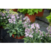 Funkia Blue Mouse Ears - Hosta hybrid