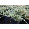 Jałowiec łuskowy Blue Carpet - Juniperus squamata