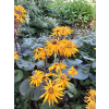 Języczka pomarańczowa-Ligularia dentata Midnight Lady