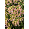 Oregano Dingle Fairy - Origanum vulgare