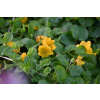 Tojeść rozesłana - Lysimachia nummularia