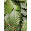 Grab pospolity-Carpinus betulus