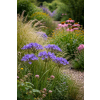 Triteleja niebieska - Brodiaea laxa Koningin Fabiola