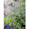 Suchodrzew mirtolistny-Lonicera nitida