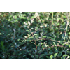 Irga Simonsa - Cotoneaster simonsii