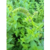 Mięta pieprzowa-Mentha x piperita