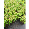Dereń powabny Lady Jane-Cornus amomum