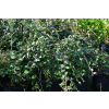 Irga Simonsa - Cotoneaster simonsii