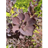 Perukowiec podolski Lilla-Cotinus coggygria